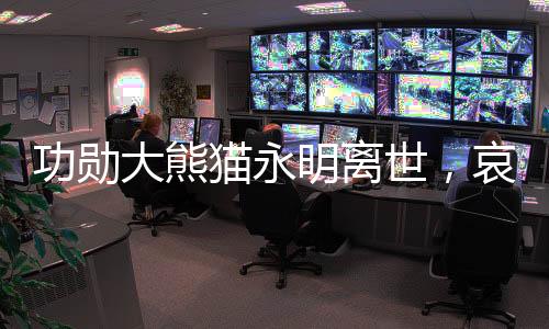 功勛大熊貓永明離世，哀悼傳奇熊貓的一生