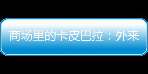 商場里的卡皮巴拉：外來野生動物成兒童新寵，暗藏風(fēng)險