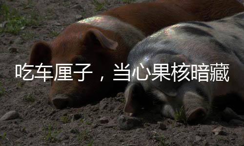 吃車厘子，當心果核暗藏風險——食用指南與注意事項揭秘