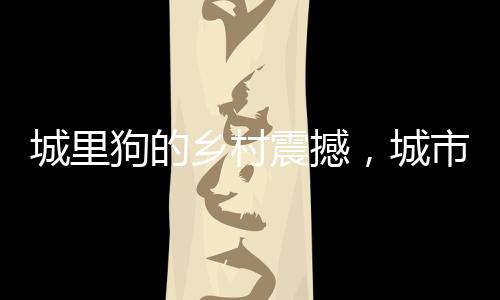 城里狗的鄉(xiāng)村震撼，城市與鄉(xiāng)村間的別樣體驗(yàn)