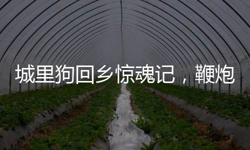 城里狗回鄉(xiāng)驚魂記，鞭炮嚇得要開車離去