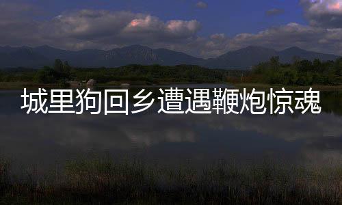 城里狗回鄉(xiāng)遭遇鞭炮驚魂，駕車逃離成新話題