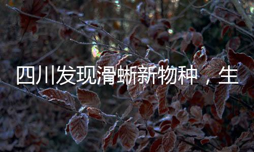 四川發(fā)現(xiàn)滑蜥新物種，生物多樣性再添絢爛一筆