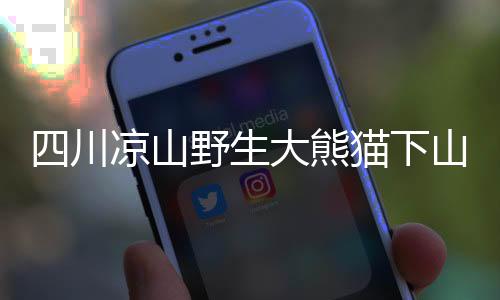 四川涼山野生大熊貓下山探訪村落，人與自然和諧共生的美麗瞬間