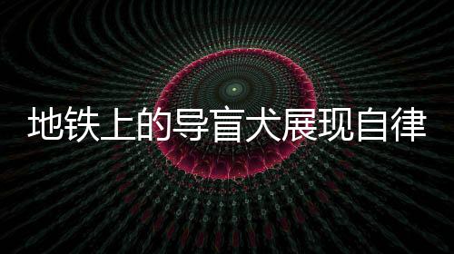 地鐵上的導盲犬展現自律與溫順，讓人動容