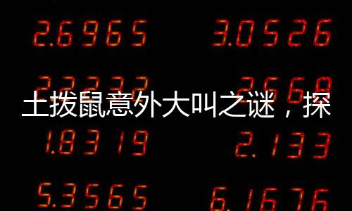 土撥鼠意外大叫之謎，探究背后的原因與應對之策