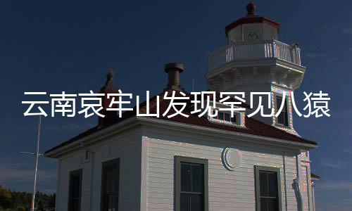 云南哀牢山發(fā)現(xiàn)罕見八猿同框奇觀，一次生態(tài)保護的驚喜