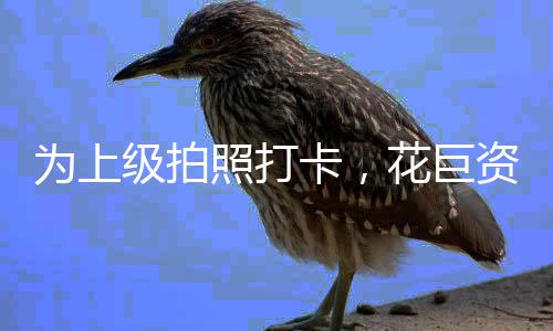 為上級(jí)拍照打卡，花巨資打造番薯藝術(shù)田——現(xiàn)場(chǎng)觀察與深度解讀