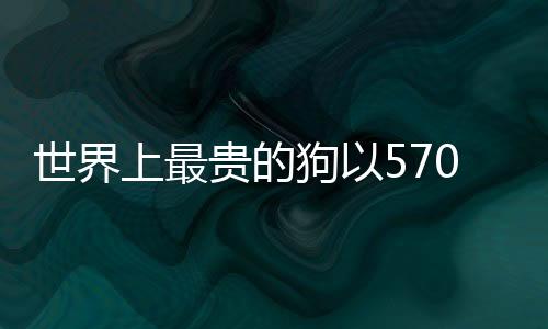 世界上最貴的狗以570萬美元成交，刷新記錄