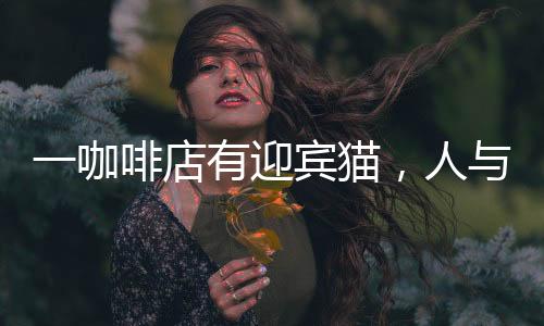一咖啡店有迎賓貓，人與自然的和諧共生展現(xiàn)溫暖故事