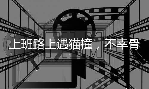 上班路上遇貓撞，不幸骨折成悲劇——一個(gè)關(guān)于意外與關(guān)懷的故事