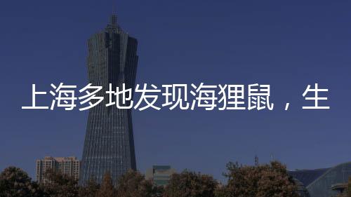 上海多地發(fā)現(xiàn)海貍鼠，生態(tài)新觀察