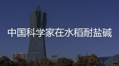 中國科學家在水稻耐鹽堿和耐高溫研究領(lǐng)域取得突破性成果