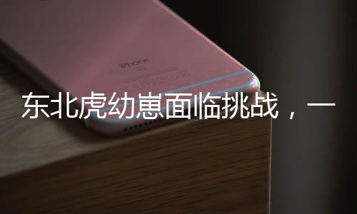 東北虎幼崽面臨挑戰(zhàn)，一次醫(yī)療打針經(jīng)歷引發(fā)的關(guān)注