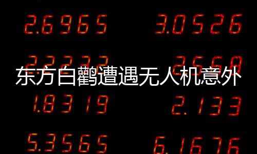 東方白鸛遭遇無(wú)人機(jī)意外襲擊，雙雙生命遭受重創(chuàng)