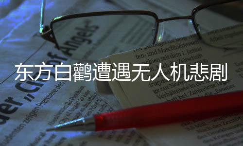 東方白鸛遭遇無人機悲劇，絞斷雙腿引發(fā)社會關注