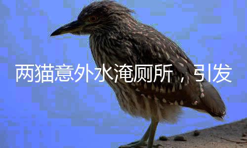 兩貓意外水淹廁所，引發(fā)關(guān)注，欠費(fèi)達(dá)五百余元
