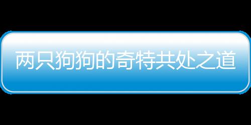 兩只狗狗的奇特共處之道，吵架不息，同床共枕
