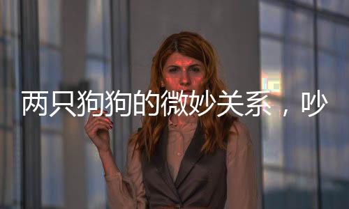 兩只狗狗的微妙關(guān)系，吵架后依然同榻而眠