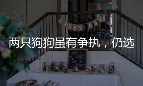 兩只狗狗雖有爭(zhēng)執(zhí)，仍選擇共眠——?jiǎng)游锖椭C之道的觀察與解讀
