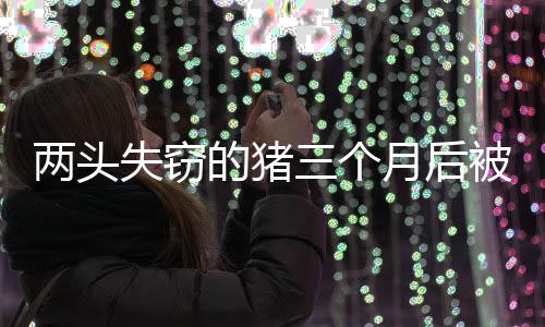 兩頭失竊的豬三個(gè)月后被找回，神奇增重100斤
