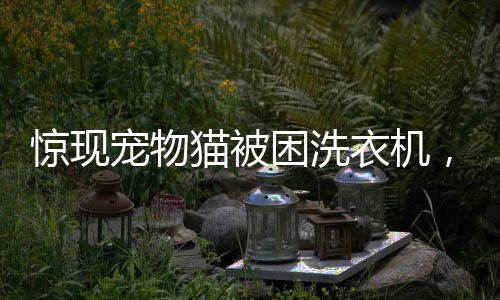 驚現(xiàn)寵物貓被困洗衣機(jī)，經(jīng)歷五分鐘的洗禮才被發(fā)現(xiàn)
