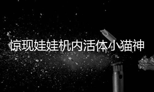 驚現(xiàn)娃娃機(jī)內(nèi)活體小貓神秘娃娃機(jī)出現(xiàn)神秘生命，引發(fā)社會(huì)關(guān)注熱潮