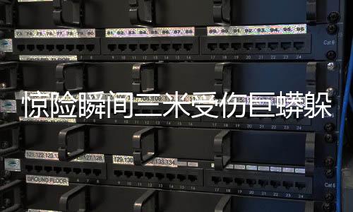 驚險瞬間三米受傷巨蟒躲進(jìn)花園，引發(fā)生命救援行動