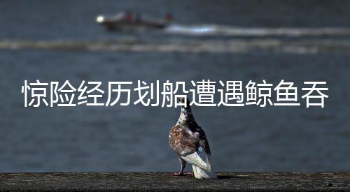 驚險(xiǎn)經(jīng)歷劃船遭遇鯨魚吞噬又吐出的奇遇
