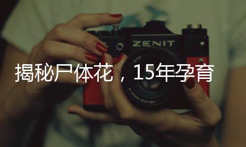 揭秘尸體花，15年孕育，首次綻放傳奇