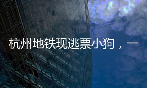 杭州地鐵現(xiàn)逃票小狗，一場趣味橫生的公共事件