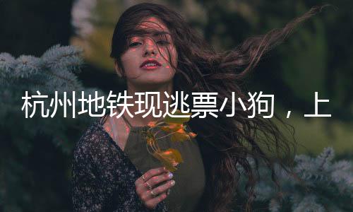 杭州地鐵現(xiàn)逃票小狗，上演人與動(dòng)物的互動(dòng)插曲