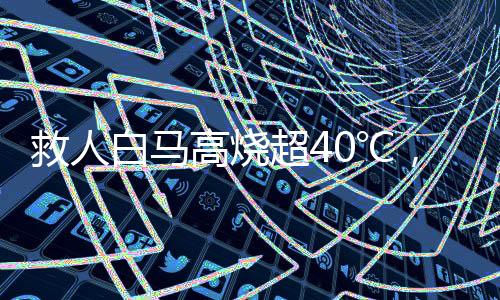 救人白馬高燒超40℃，一場(chǎng)關(guān)于生命與希望的戰(zhàn)斗