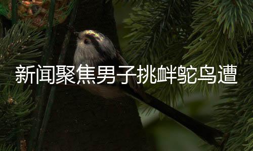 新聞聚焦男子挑釁鴕鳥遭意外踹踏，羽絨服受損引發(fā)關(guān)注