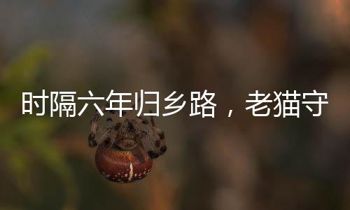 時(shí)隔六年歸鄉(xiāng)路，老貓守家情感深