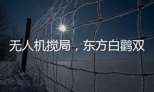 無(wú)人機(jī)攪局，東方白鸛雙腿被斷事件揭秘