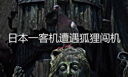 日本一客機遭遇狐貍闖機場，緊急中止起飛事件