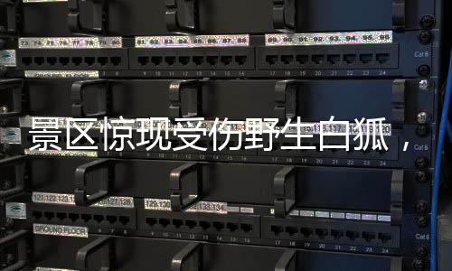 景區(qū)驚現(xiàn)受傷野生白狐，緊急救援行動(dòng)啟動(dòng)