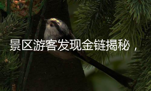 景區(qū)游客發(fā)現(xiàn)金鏈揭秘，神秘失物背后的人間百態(tài)