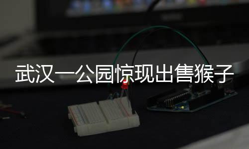 武漢一公園驚現(xiàn)出售猴子事件，動物權益引發(fā)社會關注