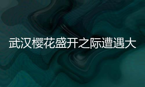 武漢櫻花盛開之際遭遇大風(fēng)襲擊，漫天飛舞成櫻花雨