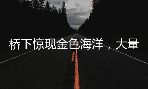 橋下驚現(xiàn)金色海洋，大量百元大鈔涌現(xiàn)，背后隱藏何種故事？