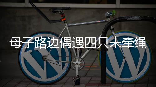 母子路邊偶遇四只未牽繩大狗，冷靜應對展現(xiàn)應對突發(fā)事件的智慧