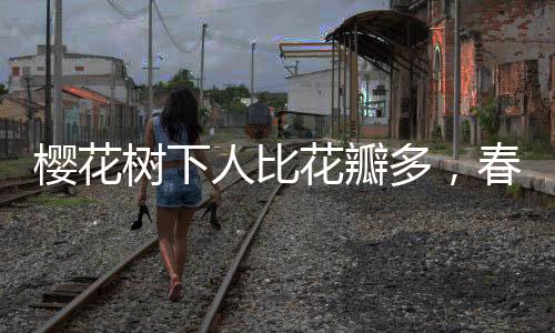 櫻花樹(shù)下人比花瓣多，春季賞櫻盛況
