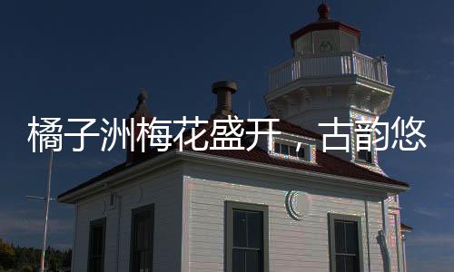 橘子洲梅花盛開，古韻悠長，將古詩具象化展現(xiàn)于世人眼前