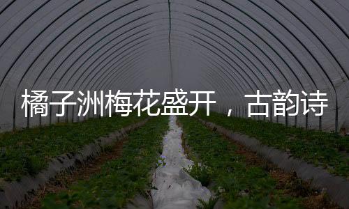 橘子洲梅花盛開，古韻詩意映照現(xiàn)實(shí)，將古詩具象化于芬芳花海中