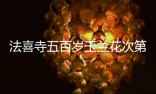 法喜寺五百歲玉蘭花次第盛開(kāi)，古老寺院煥發(fā)新生之美