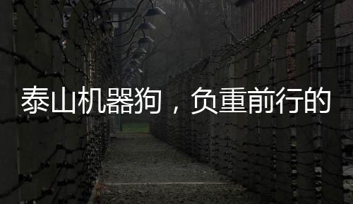 泰山機(jī)器狗，負(fù)重前行的智能新力量