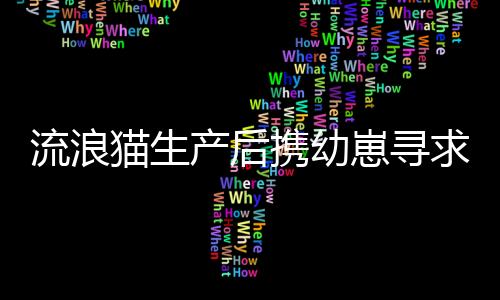 流浪貓生產(chǎn)后攜幼崽尋求庇護(hù)，店主展現(xiàn)人性關(guān)懷接納新生小生命