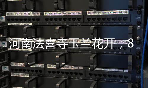 河南法喜寺玉蘭花開(kāi)，80歲大爺鏡頭記錄五百載風(fēng)華傳奇
